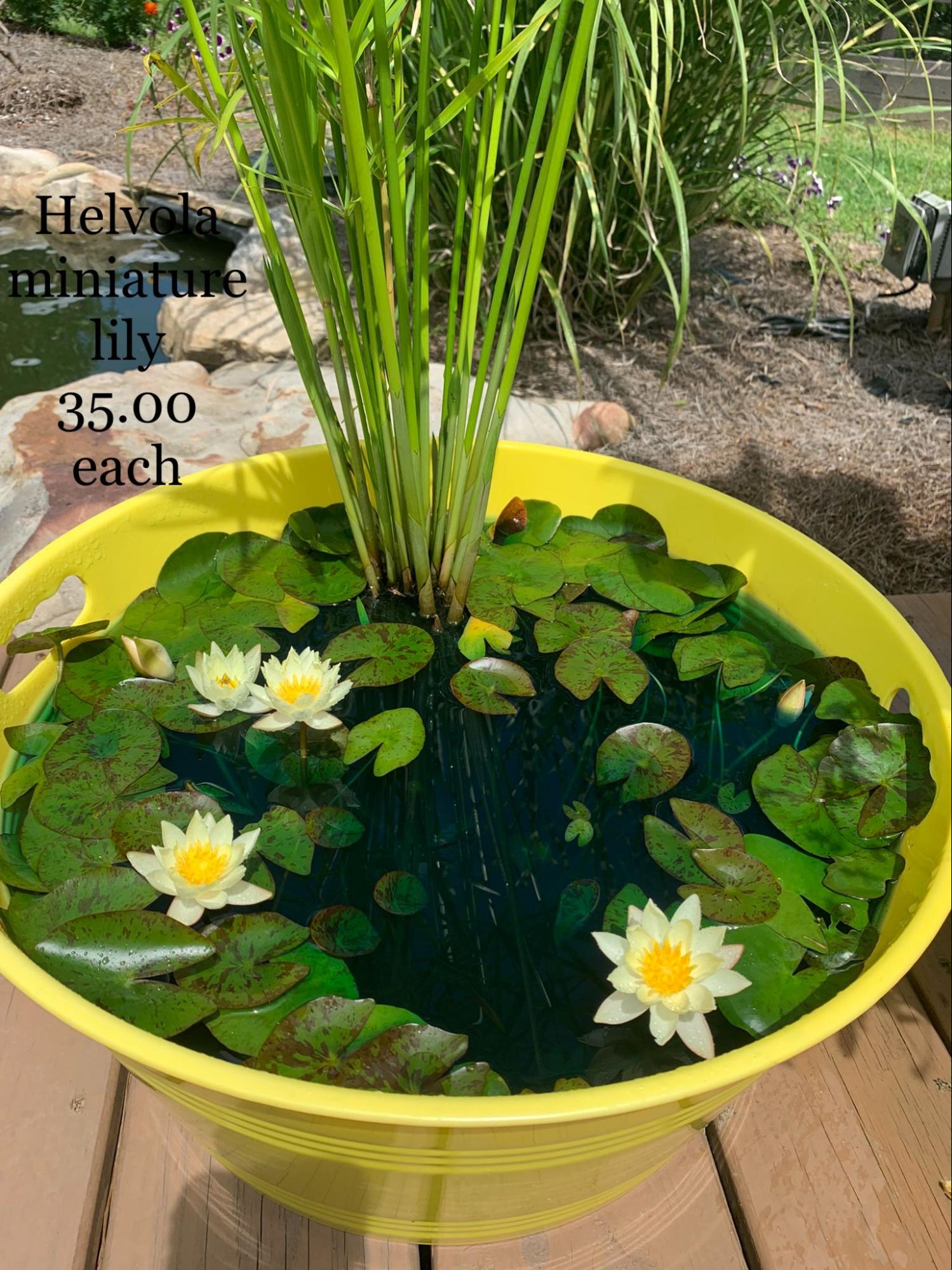 Miniture Hardy Water Lily Helvola - Carolina Avian Research and ...